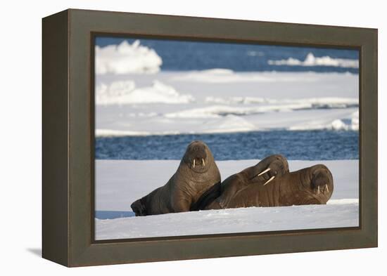 Three Walrus (Odobenus Rosmarus) Resting on Sea Ice, Svalbard, Norway, August 2009-Cairns-Framed Premier Image Canvas