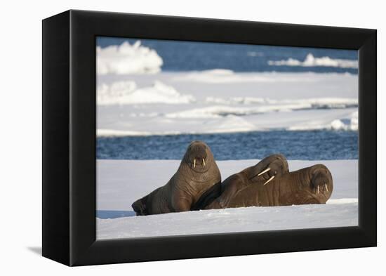 Three Walrus (Odobenus Rosmarus) Resting on Sea Ice, Svalbard, Norway, August 2009-Cairns-Framed Premier Image Canvas