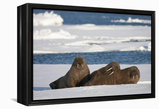 Three Walrus (Odobenus Rosmarus) Resting on Sea Ice, Svalbard, Norway, August 2009-Cairns-Framed Premier Image Canvas