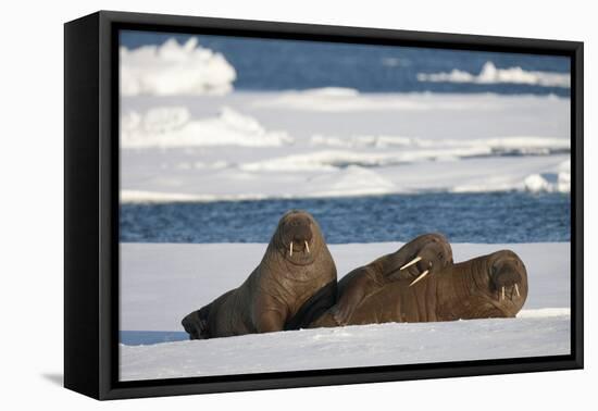 Three Walrus (Odobenus Rosmarus) Resting on Sea Ice, Svalbard, Norway, August 2009-Cairns-Framed Premier Image Canvas