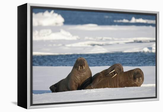 Three Walrus (Odobenus Rosmarus) Resting on Sea Ice, Svalbard, Norway, August 2009-Cairns-Framed Premier Image Canvas