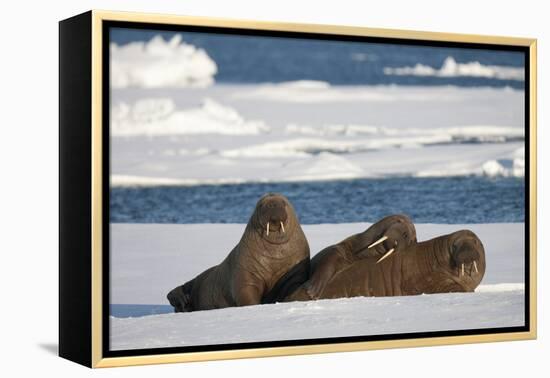 Three Walrus (Odobenus Rosmarus) Resting on Sea Ice, Svalbard, Norway, August 2009-Cairns-Framed Premier Image Canvas