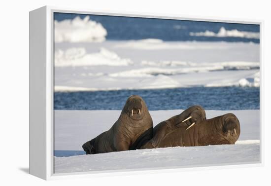 Three Walrus (Odobenus Rosmarus) Resting on Sea Ice, Svalbard, Norway, August 2009-Cairns-Framed Premier Image Canvas