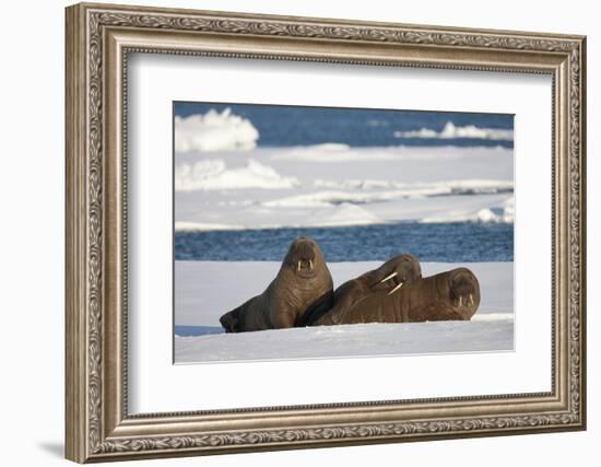 Three Walrus (Odobenus Rosmarus) Resting on Sea Ice, Svalbard, Norway, August 2009-Cairns-Framed Photographic Print