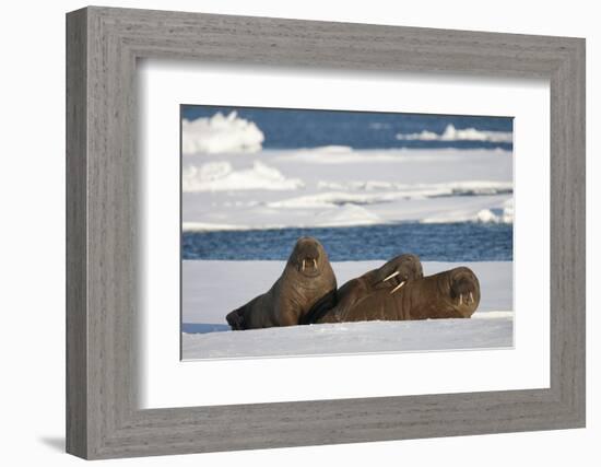 Three Walrus (Odobenus Rosmarus) Resting on Sea Ice, Svalbard, Norway, August 2009-Cairns-Framed Photographic Print