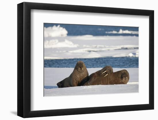 Three Walrus (Odobenus Rosmarus) Resting on Sea Ice, Svalbard, Norway, August 2009-Cairns-Framed Photographic Print