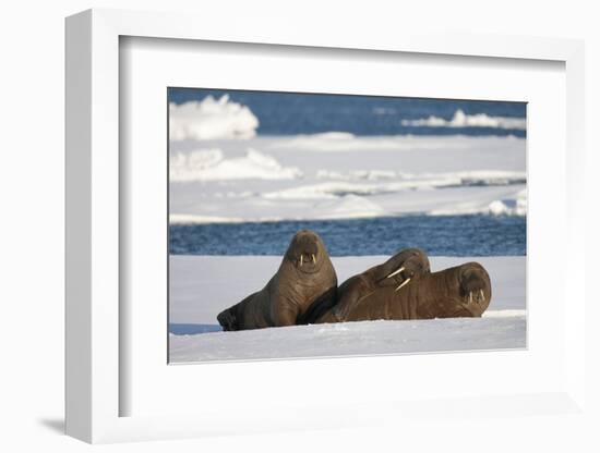 Three Walrus (Odobenus Rosmarus) Resting on Sea Ice, Svalbard, Norway, August 2009-Cairns-Framed Photographic Print