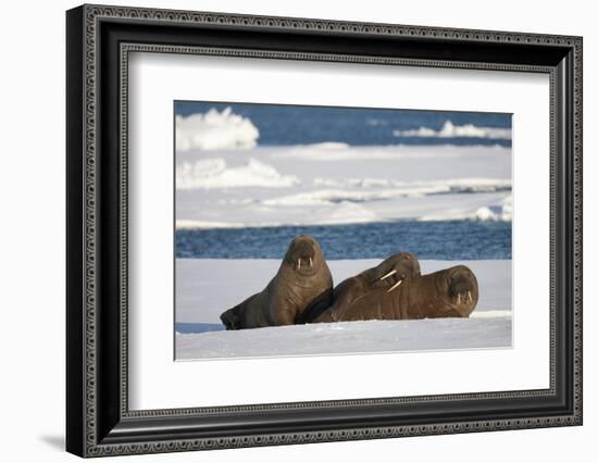 Three Walrus (Odobenus Rosmarus) Resting on Sea Ice, Svalbard, Norway, August 2009-Cairns-Framed Photographic Print