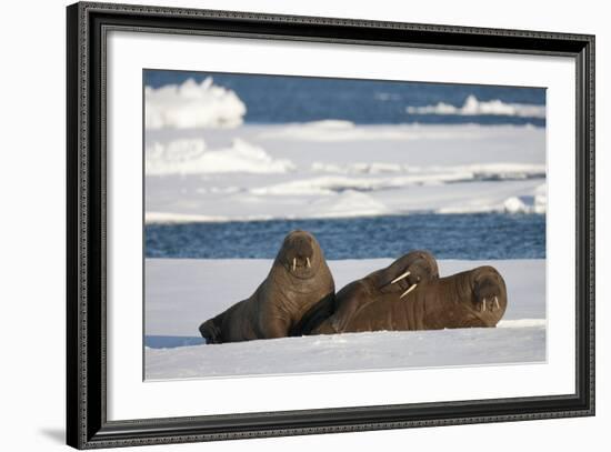 Three Walrus (Odobenus Rosmarus) Resting on Sea Ice, Svalbard, Norway, August 2009-Cairns-Framed Photographic Print