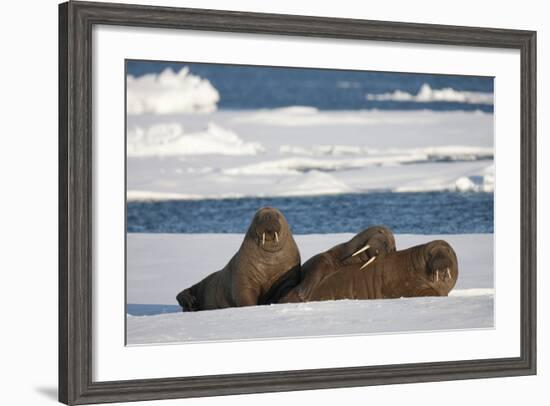 Three Walrus (Odobenus Rosmarus) Resting on Sea Ice, Svalbard, Norway, August 2009-Cairns-Framed Photographic Print