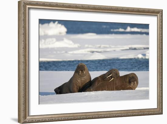 Three Walrus (Odobenus Rosmarus) Resting on Sea Ice, Svalbard, Norway, August 2009-Cairns-Framed Photographic Print