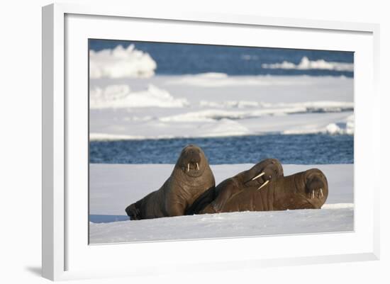 Three Walrus (Odobenus Rosmarus) Resting on Sea Ice, Svalbard, Norway, August 2009-Cairns-Framed Photographic Print