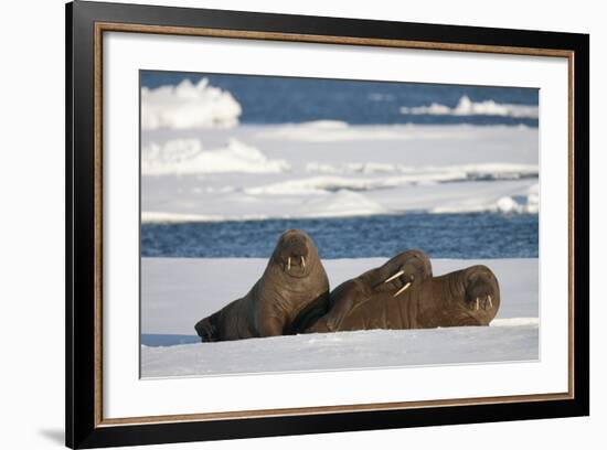 Three Walrus (Odobenus Rosmarus) Resting on Sea Ice, Svalbard, Norway, August 2009-Cairns-Framed Photographic Print