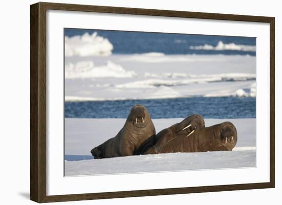 Three Walrus (Odobenus Rosmarus) Resting on Sea Ice, Svalbard, Norway, August 2009-Cairns-Framed Photographic Print
