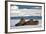 Three Walrus (Odobenus Rosmarus) Resting on Sea Ice, Svalbard, Norway, August 2009-Cairns-Framed Photographic Print