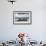 Three Walrus (Odobenus Rosmarus) Resting on Sea Ice, Svalbard, Norway, August 2009-Cairns-Framed Photographic Print displayed on a wall