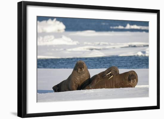 Three Walrus (Odobenus Rosmarus) Resting on Sea Ice, Svalbard, Norway, August 2009-Cairns-Framed Photographic Print