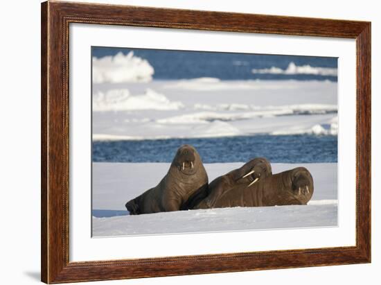 Three Walrus (Odobenus Rosmarus) Resting on Sea Ice, Svalbard, Norway, August 2009-Cairns-Framed Photographic Print