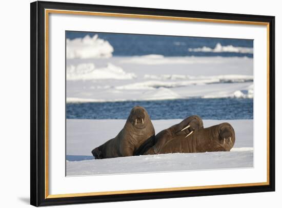 Three Walrus (Odobenus Rosmarus) Resting on Sea Ice, Svalbard, Norway, August 2009-Cairns-Framed Photographic Print