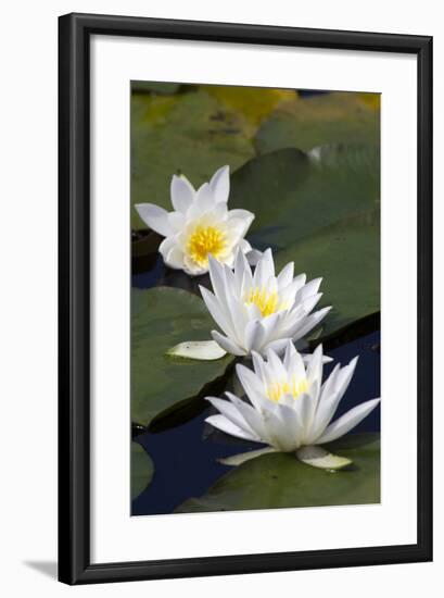 Three Water Lilies.-gjphotography-Framed Photographic Print