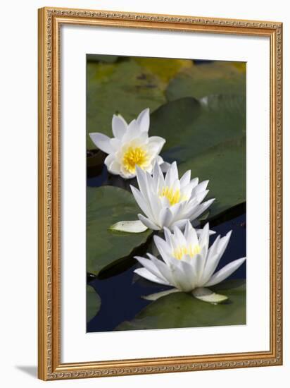 Three Water Lilies.-gjphotography-Framed Photographic Print