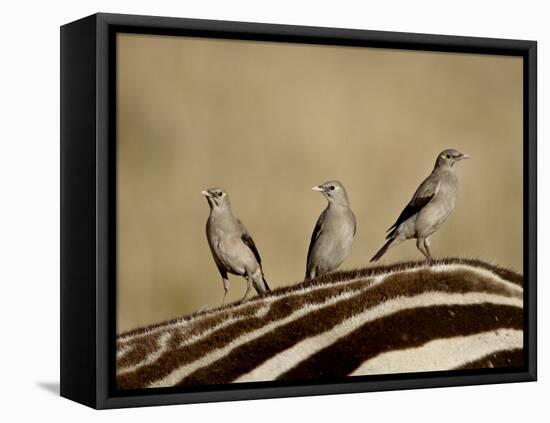 Three Wattled Starling on the Back of a Zebra, Masai Mara National Reserve-James Hager-Framed Premier Image Canvas