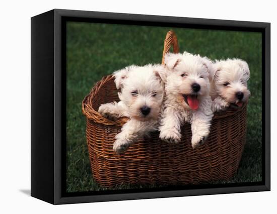 Three West Highland Terrier / Westie Puppies in a Basket-Adriano Bacchella-Framed Premier Image Canvas