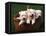 Three West Highland Terrier / Westie Puppies in a Basket-Adriano Bacchella-Framed Premier Image Canvas