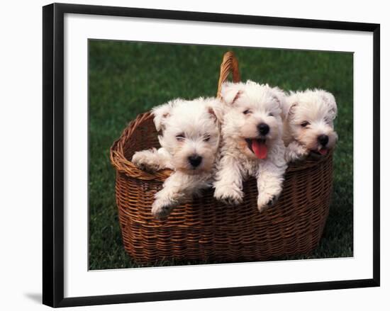 Three West Highland Terrier / Westie Puppies in a Basket-Adriano Bacchella-Framed Photographic Print