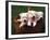 Three West Highland Terrier / Westie Puppies in a Basket-Adriano Bacchella-Framed Photographic Print