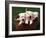 Three West Highland Terrier / Westie Puppies in a Basket-Adriano Bacchella-Framed Photographic Print