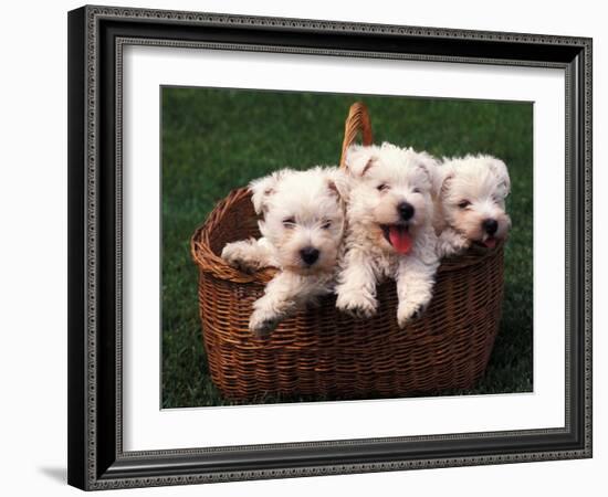 Three West Highland Terrier / Westie Puppies in a Basket-Adriano Bacchella-Framed Photographic Print