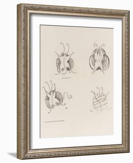 Three Whistler Butterflies and One Destroyed Sketch, C.1890 (Crayon on Paper)-James Abbott McNeill Whistler-Framed Giclee Print