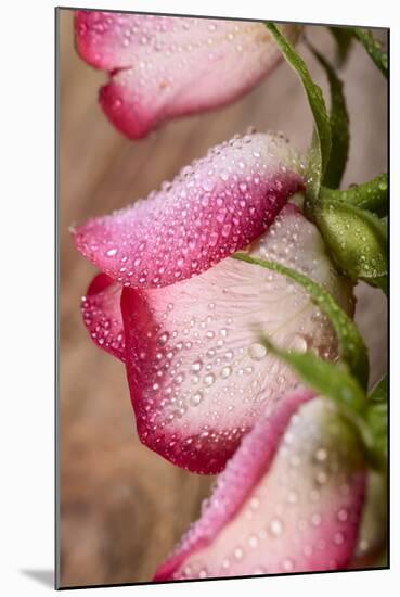 Three White and Pink Rose with Water Drops on Wood-Carlo Amodeo-Mounted Photographic Print