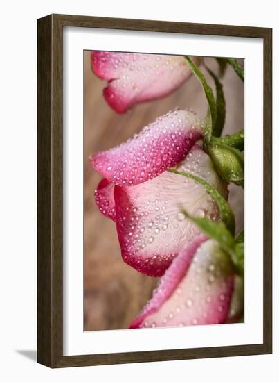 Three White and Pink Rose with Water Drops on Wood-Carlo Amodeo-Framed Photographic Print