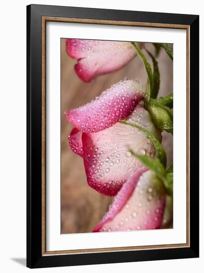 Three White and Pink Rose with Water Drops on Wood-Carlo Amodeo-Framed Photographic Print