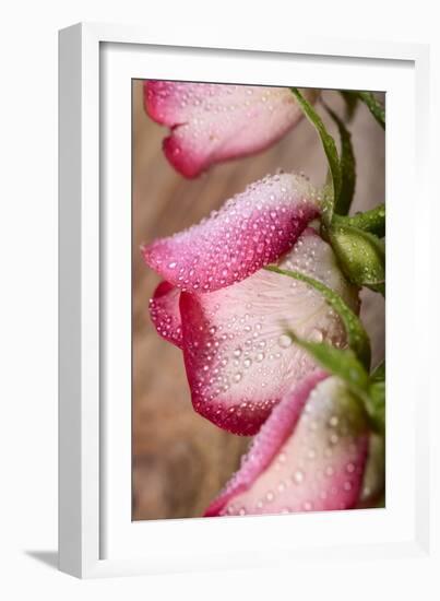 Three White and Pink Rose with Water Drops on Wood-Carlo Amodeo-Framed Photographic Print