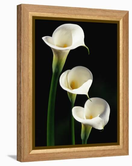 Three White Calla Lilies-Darrell Gulin-Framed Premier Image Canvas