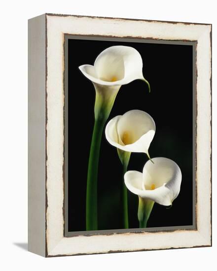 Three White Calla Lilies-Darrell Gulin-Framed Premier Image Canvas