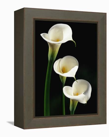 Three White Calla Lilies-Darrell Gulin-Framed Premier Image Canvas