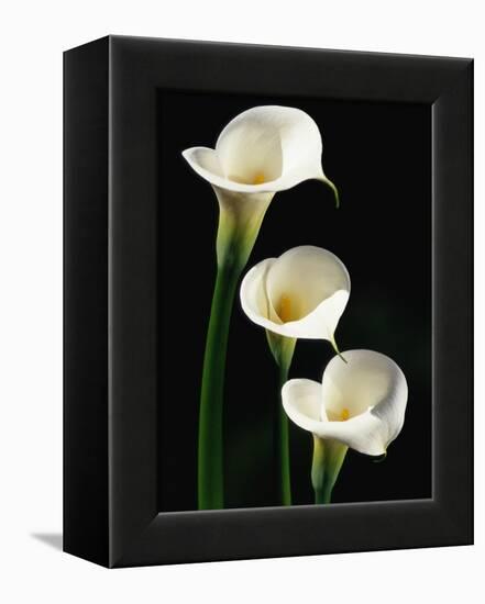 Three White Calla Lilies-Darrell Gulin-Framed Premier Image Canvas