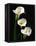 Three White Calla Lilies-Darrell Gulin-Framed Premier Image Canvas