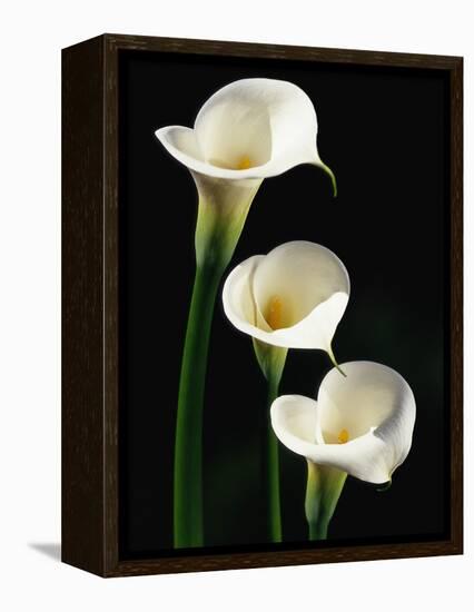 Three White Calla Lilies-Darrell Gulin-Framed Premier Image Canvas