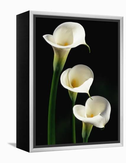 Three White Calla Lilies-Darrell Gulin-Framed Premier Image Canvas