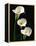 Three White Calla Lilies-Darrell Gulin-Framed Premier Image Canvas