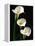 Three White Calla Lilies-Darrell Gulin-Framed Premier Image Canvas