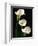 Three White Calla Lilies-Darrell Gulin-Framed Premium Photographic Print