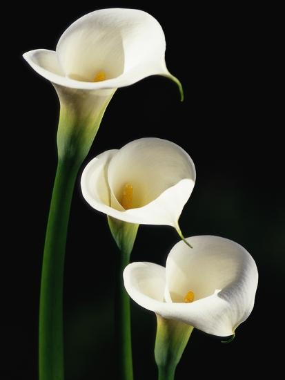 Three White Calla Lilies Photographic Print Darrell Gulin Art Com