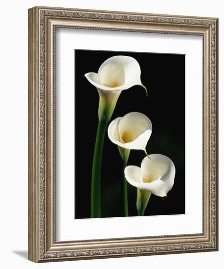 Three White Calla Lilies-Darrell Gulin-Framed Photographic Print