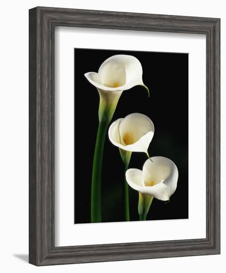 Three White Calla Lilies-Darrell Gulin-Framed Photographic Print